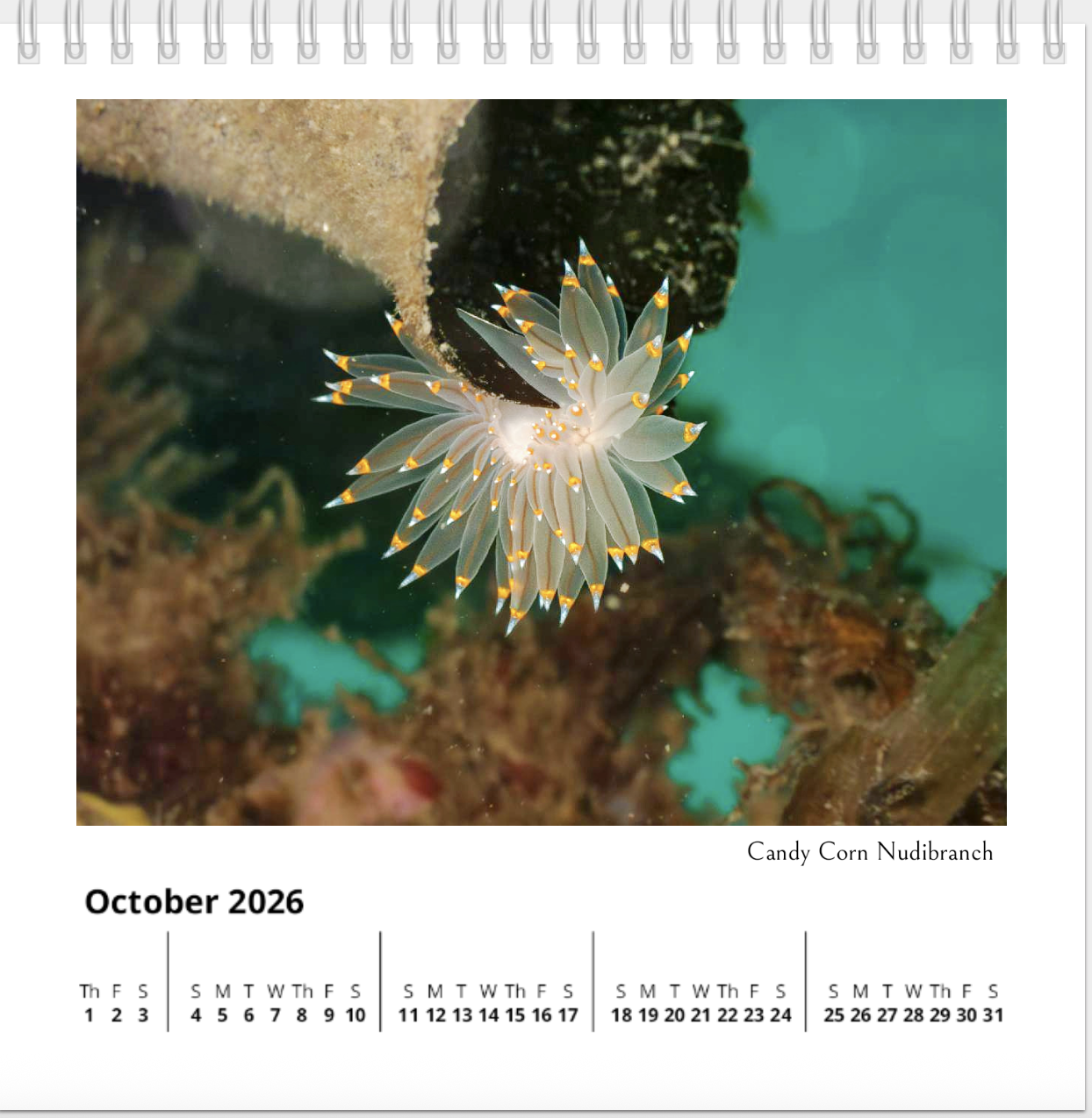 Screenshot 2025-11-04 at 6.03.55 AM.png