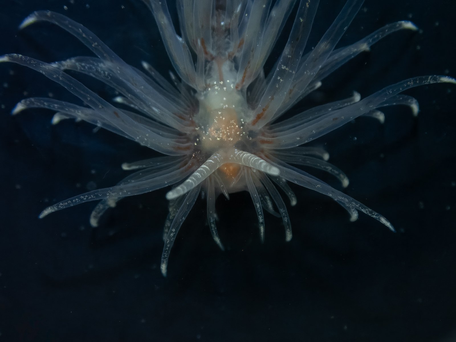 Burrowing Aeolid Nudibranch
