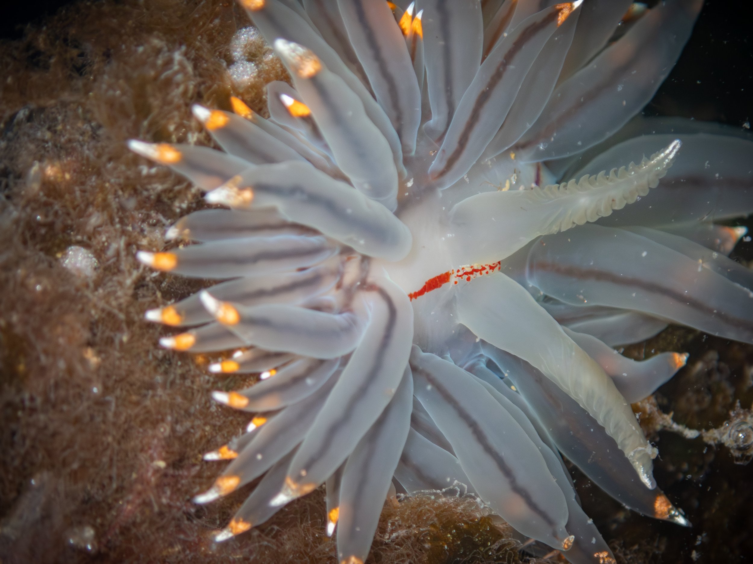 Candy Corn Nudibranch
