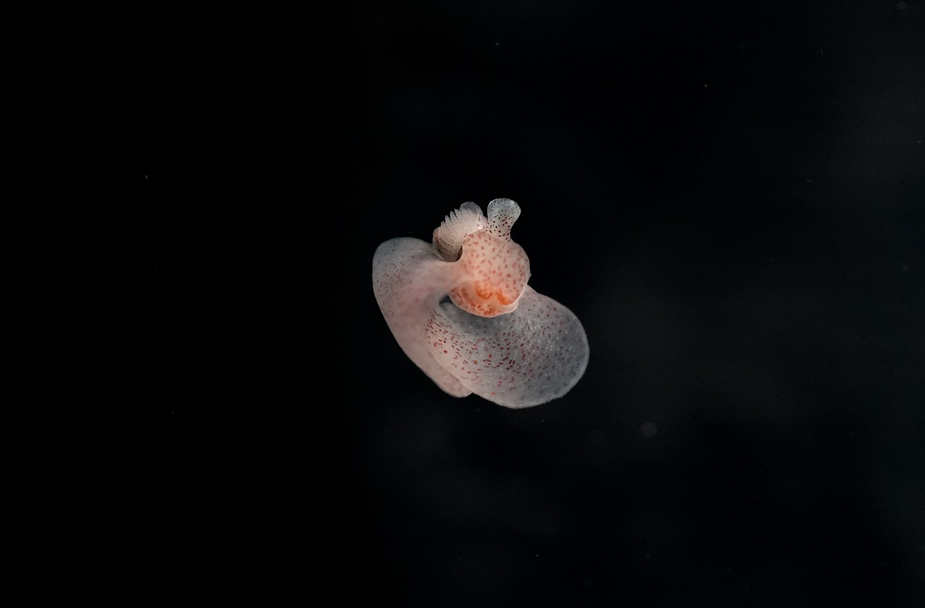 Bat Wing Sea Slug