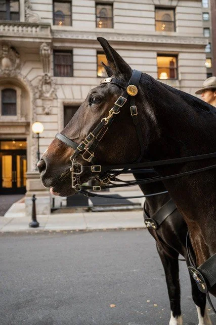 (Friends of the BPRMU) Benefit for the Boston Park Rangers Mounted Unit