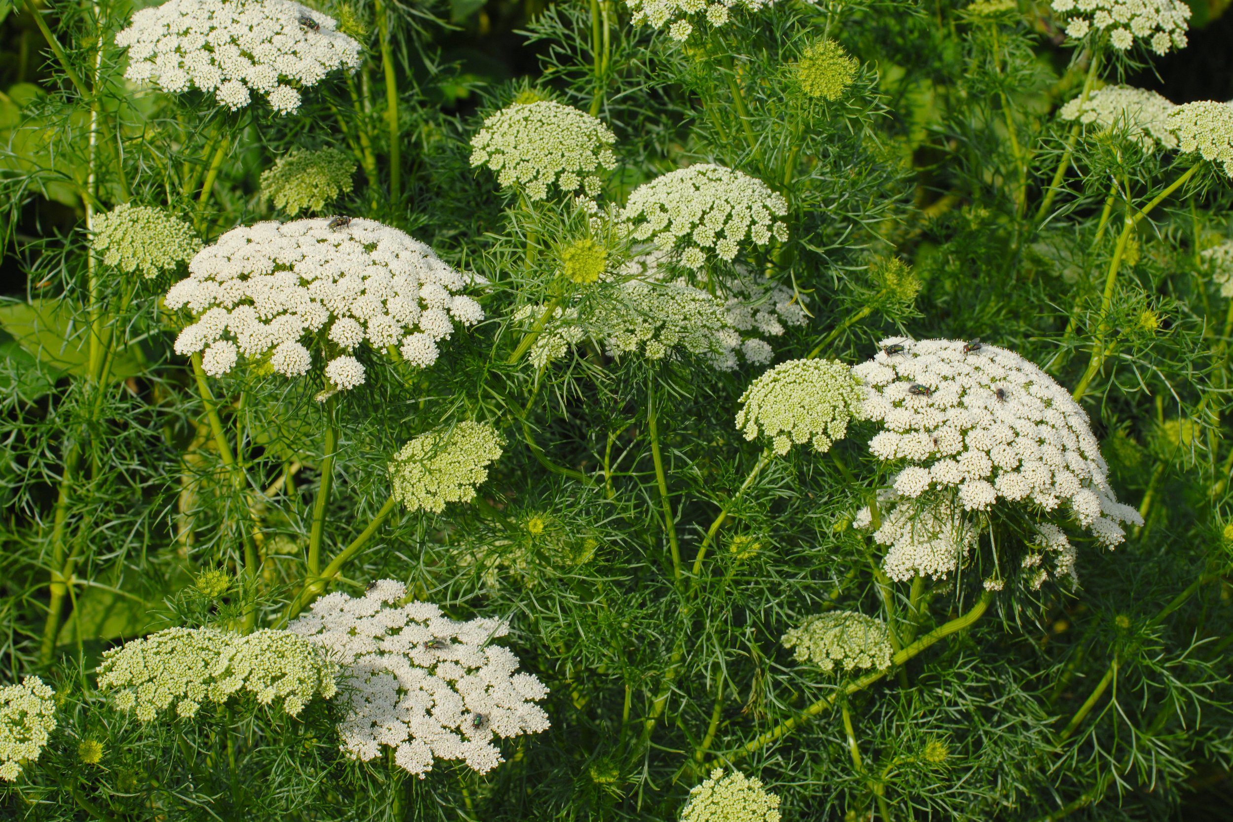 White flowering Queen Anne's Lace ammi green mist plants among green foliage in garden.