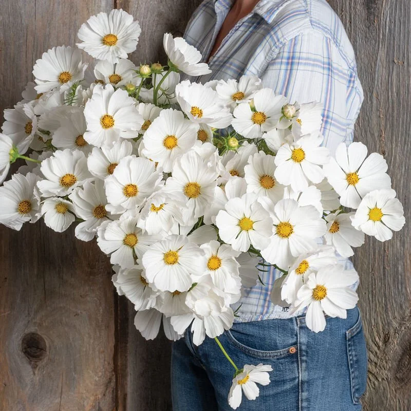 03443_01_afternoon_white.jpg
