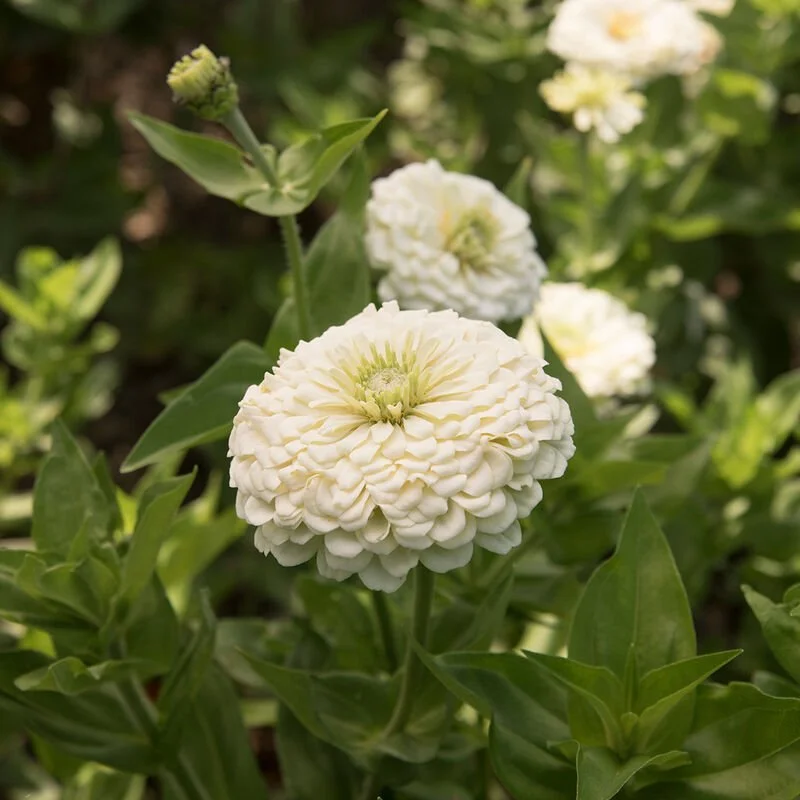 01368_01_benarys_giant_white.jpg