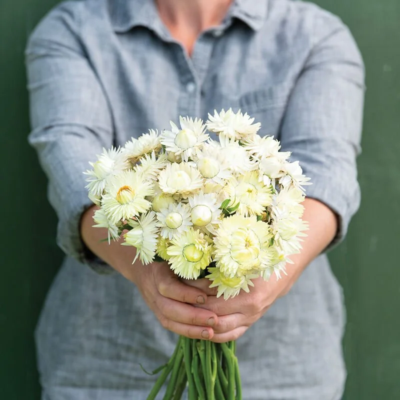 04352_01_creamywhite.jpg