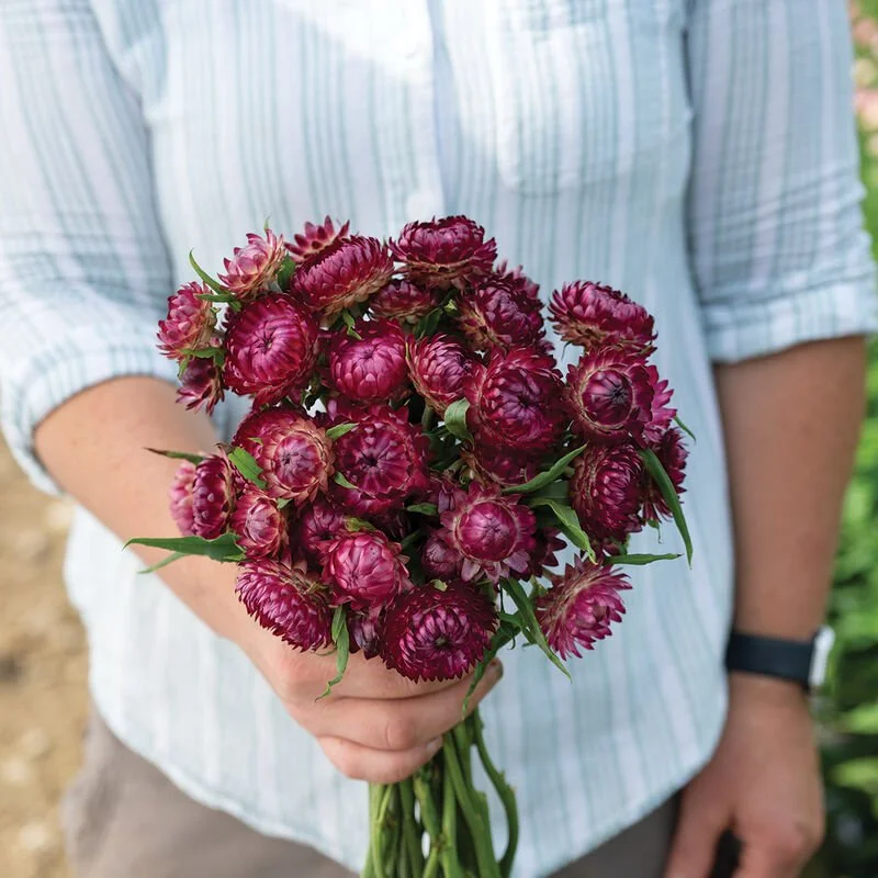 04986_01_cranberry_rose_strawflower.jpg