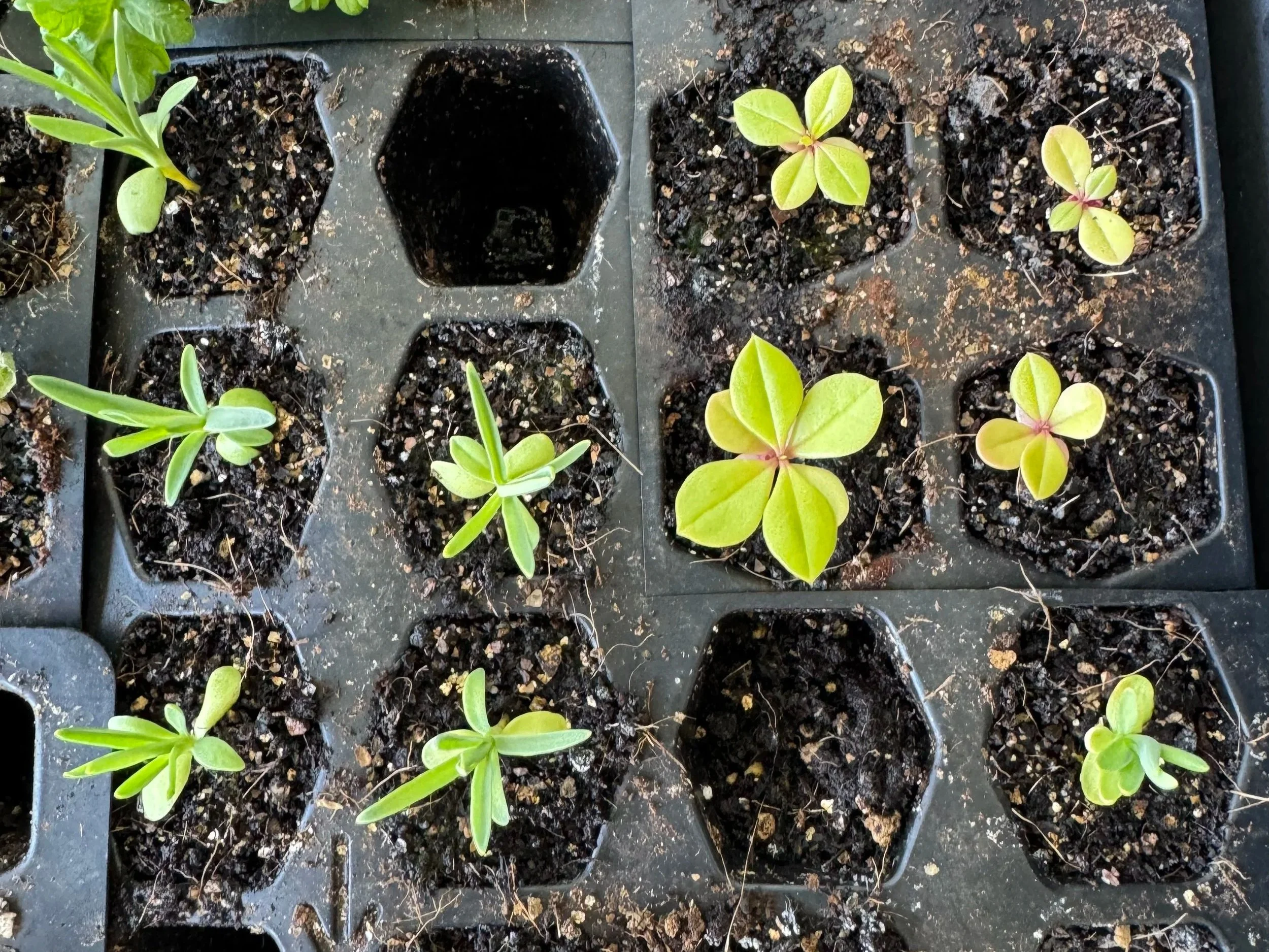 Simplifying Seed Starting
