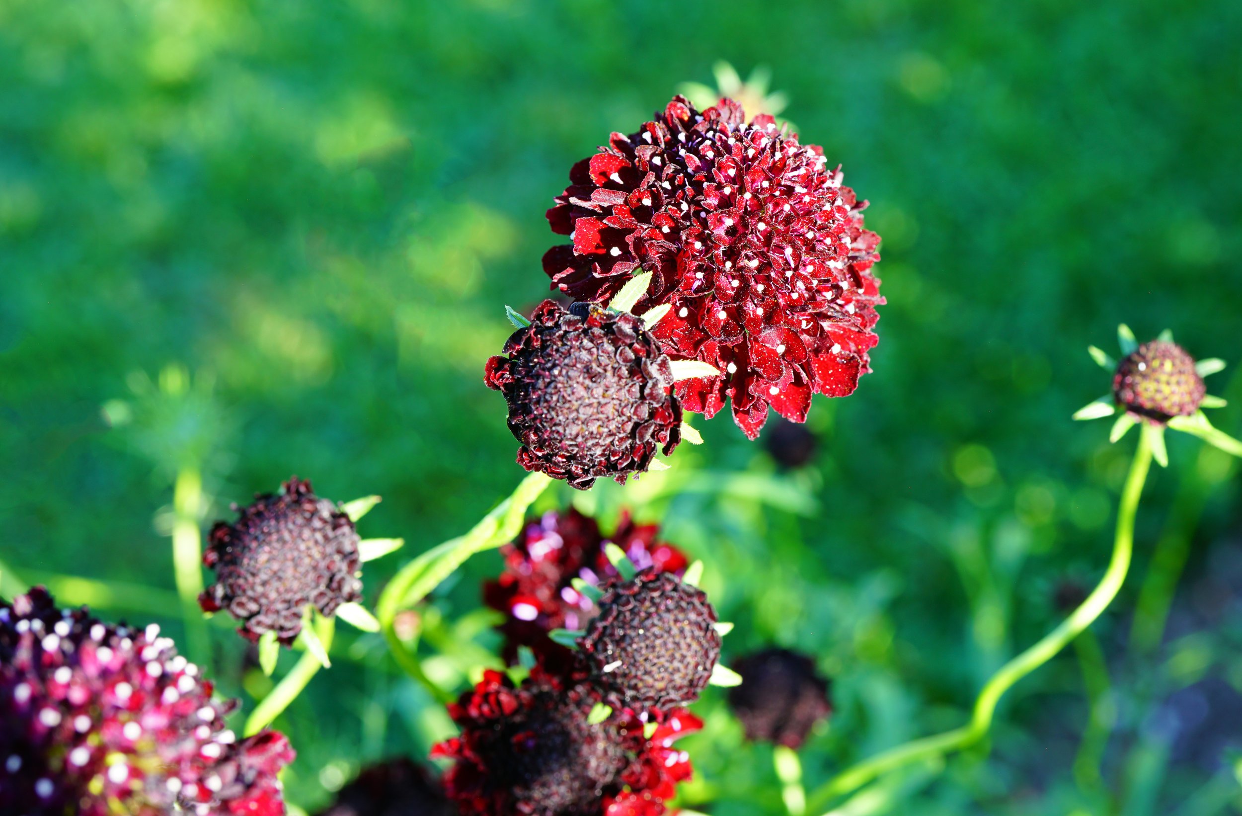 Close-up of red and dark purple globe-shaped scabiosa black knight flowers on green stems in a garden. Cut flower bouquet.
