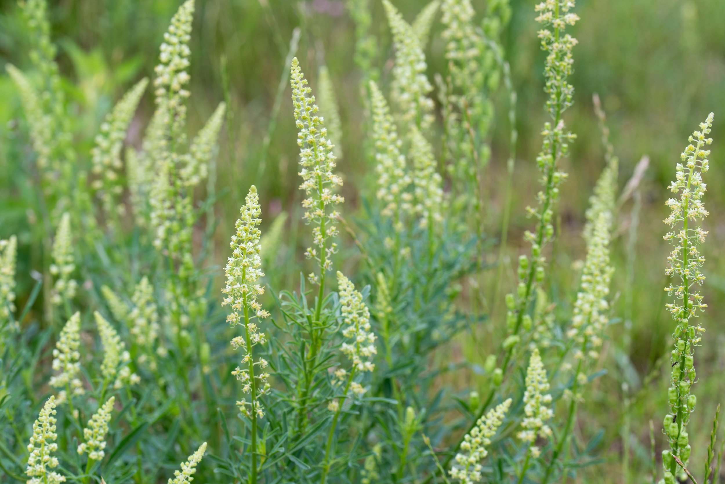 Close-up view of tall, green plants with elongated, cream-colored flowering spikes, growing in a lush green field. Garden white mignonette white cut flower bouquet.