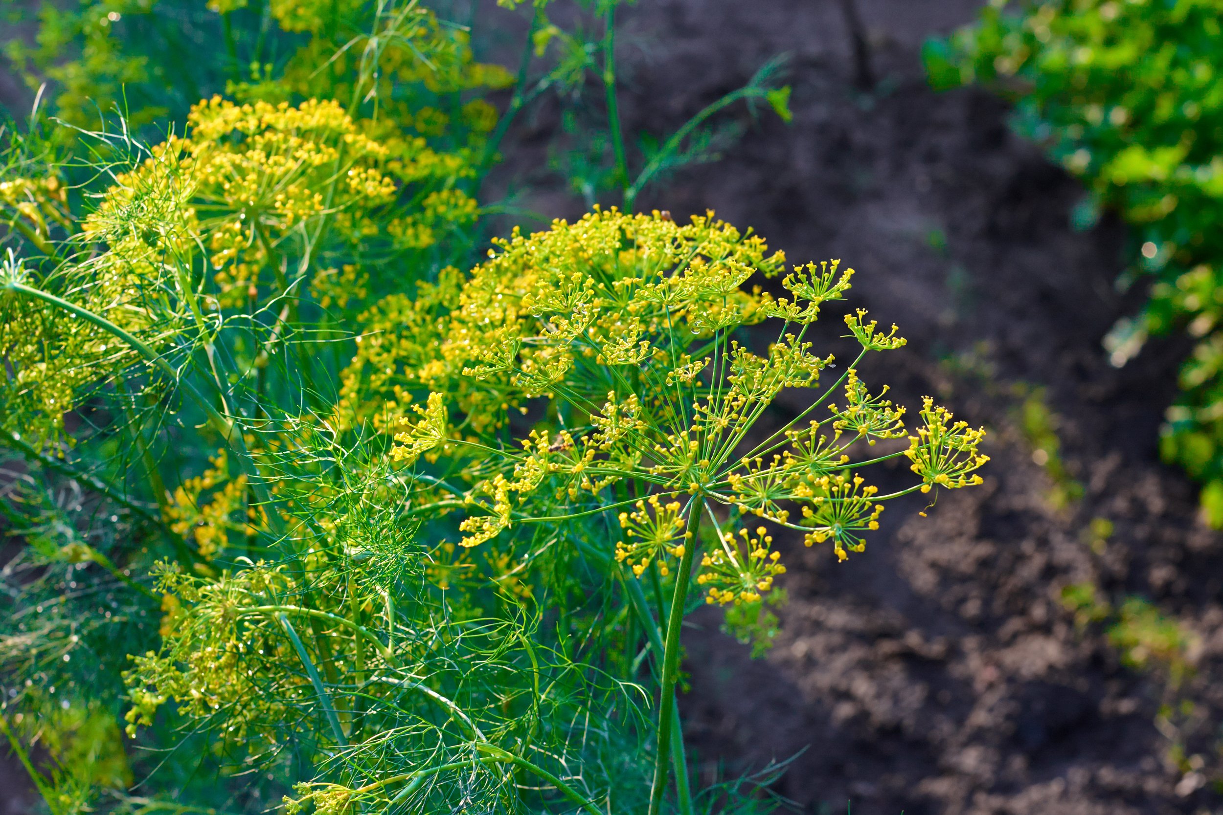 Yellow flowering dill plant growing in a garden soil bed. Cut flower garden bouquet.