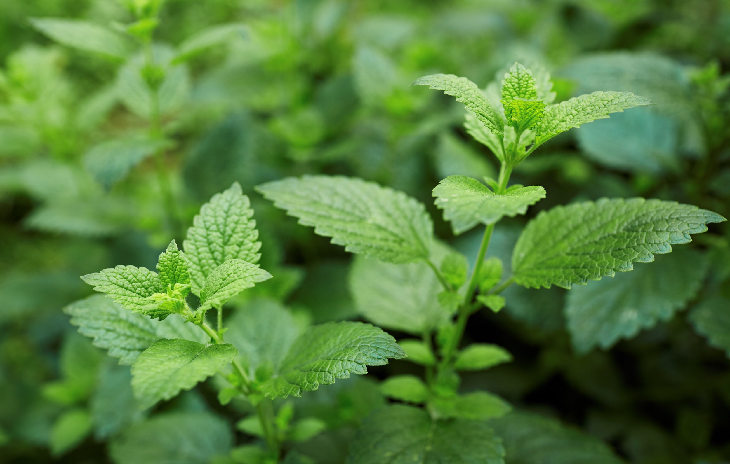 Close-up of green mint leaves growing on a plant. Lemon mint in bouquet.