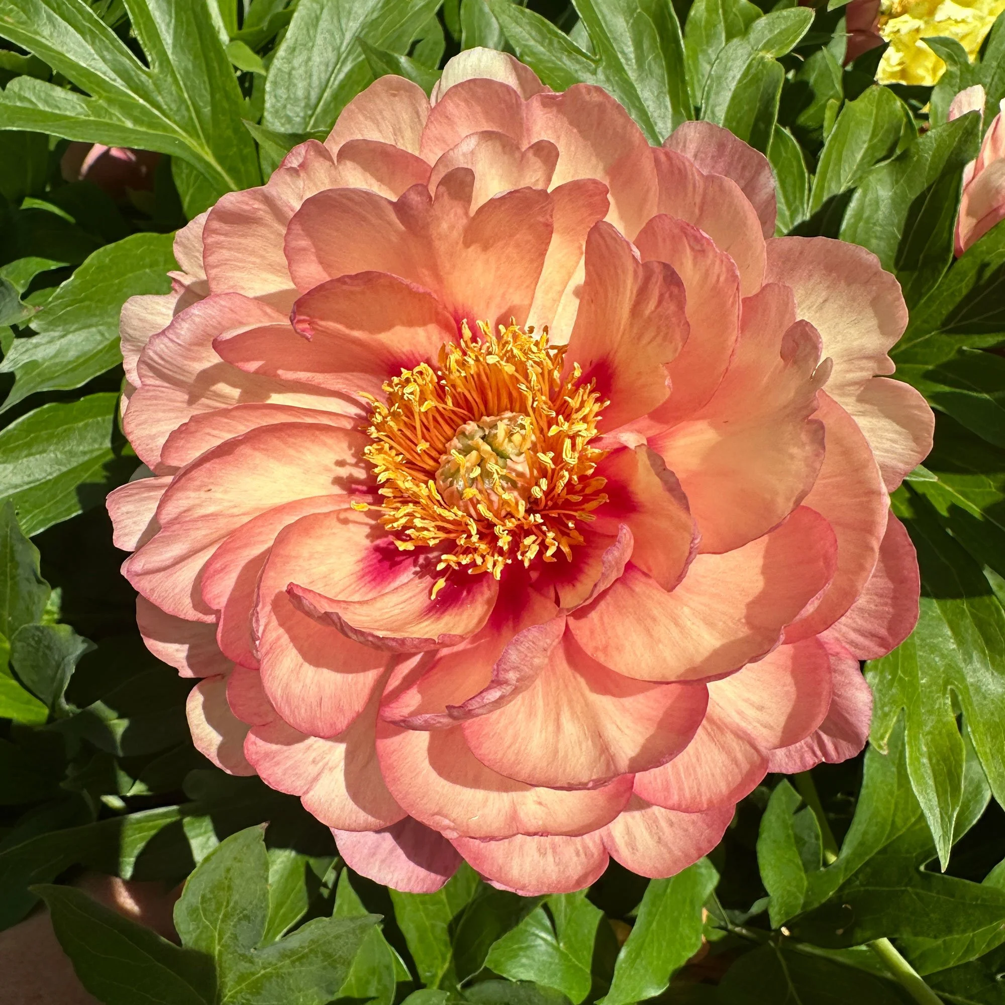Peony01.jpg