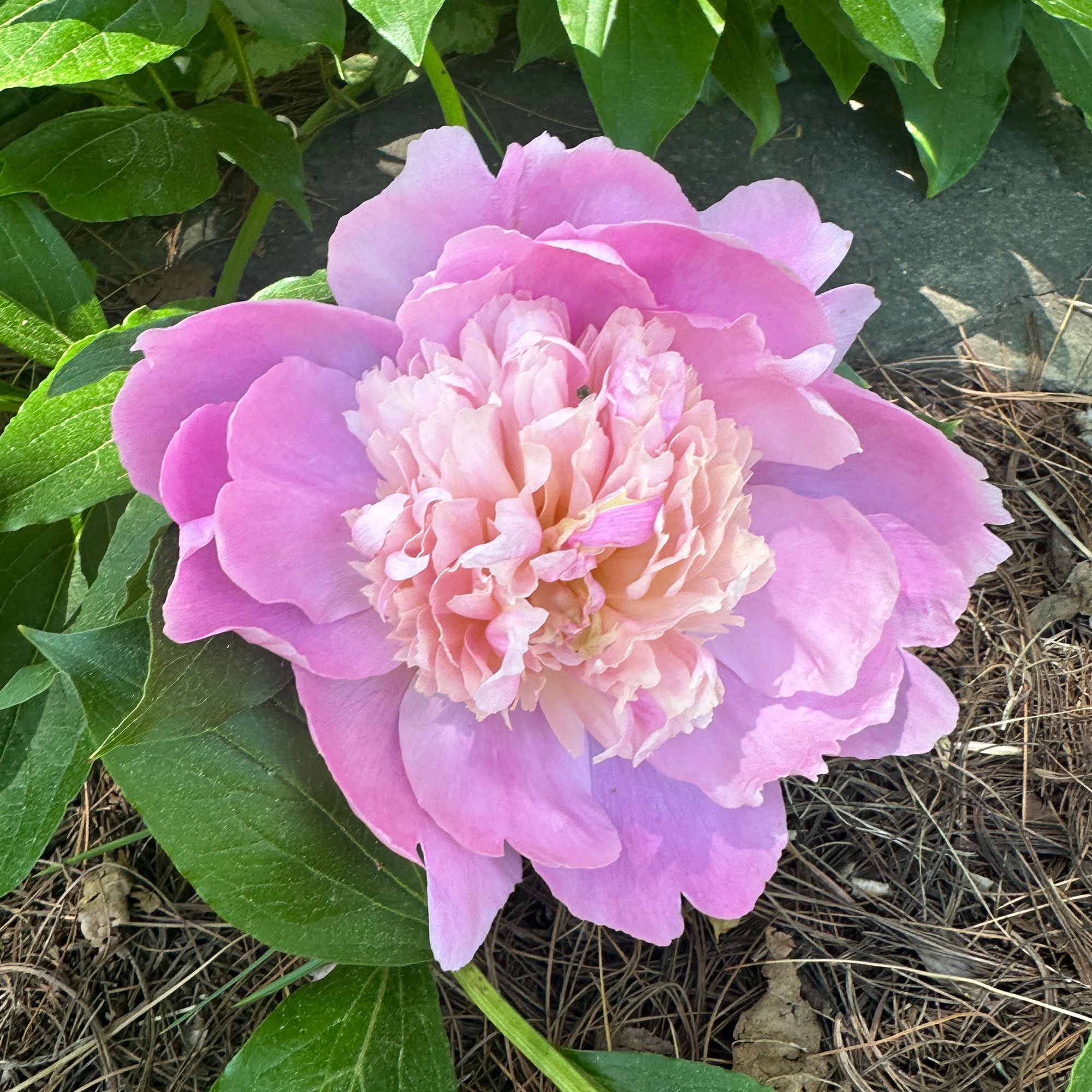 Peony03.jpg