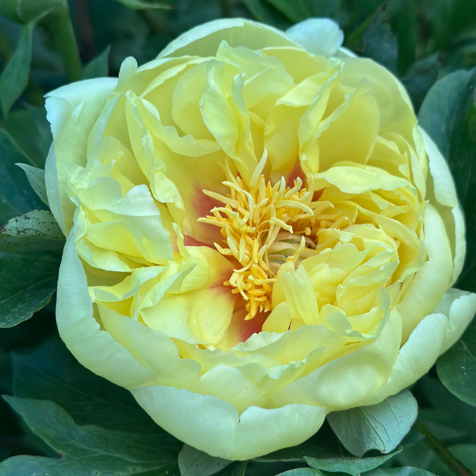 Peony04.jpg