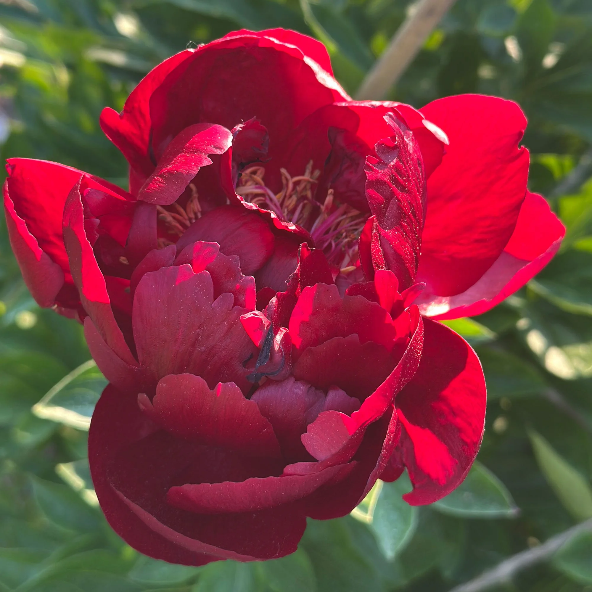 Peony05.jpg
