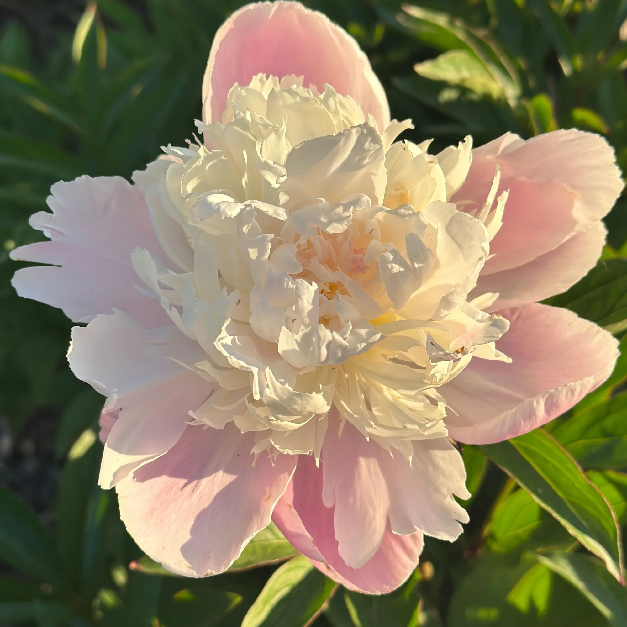 Peony06.jpg