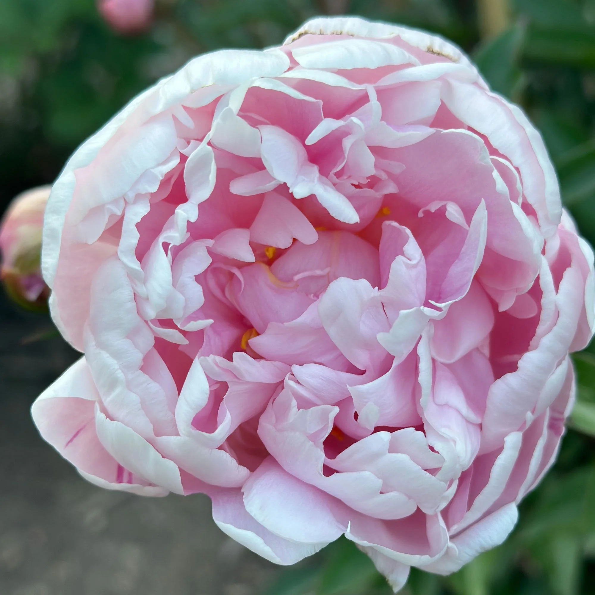 Peony07.jpg
