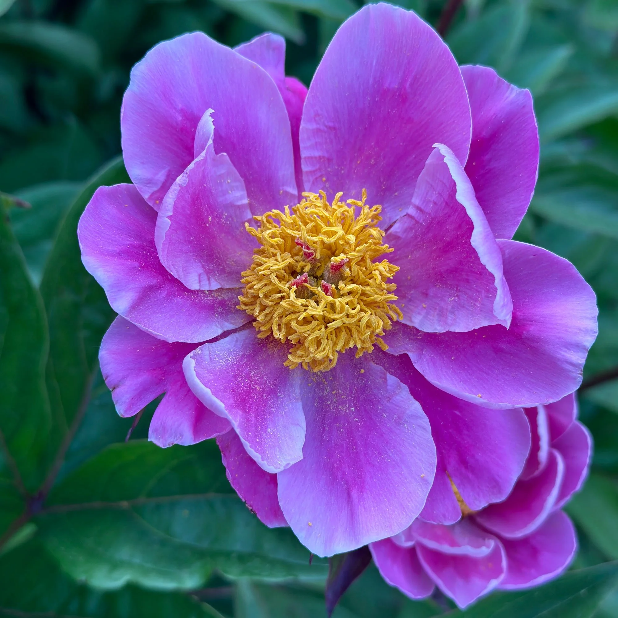 Peony08.jpg