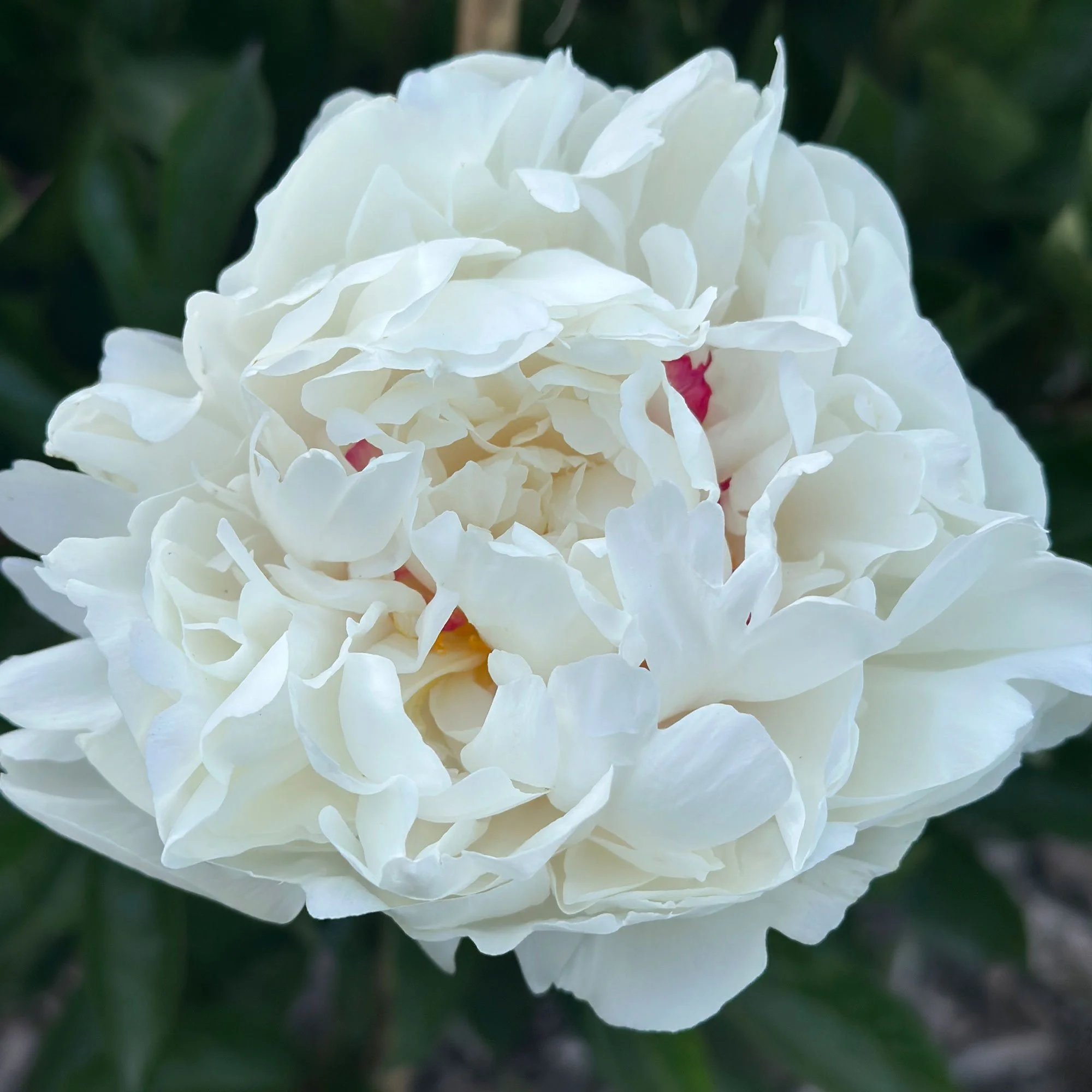 Peony09.jpg