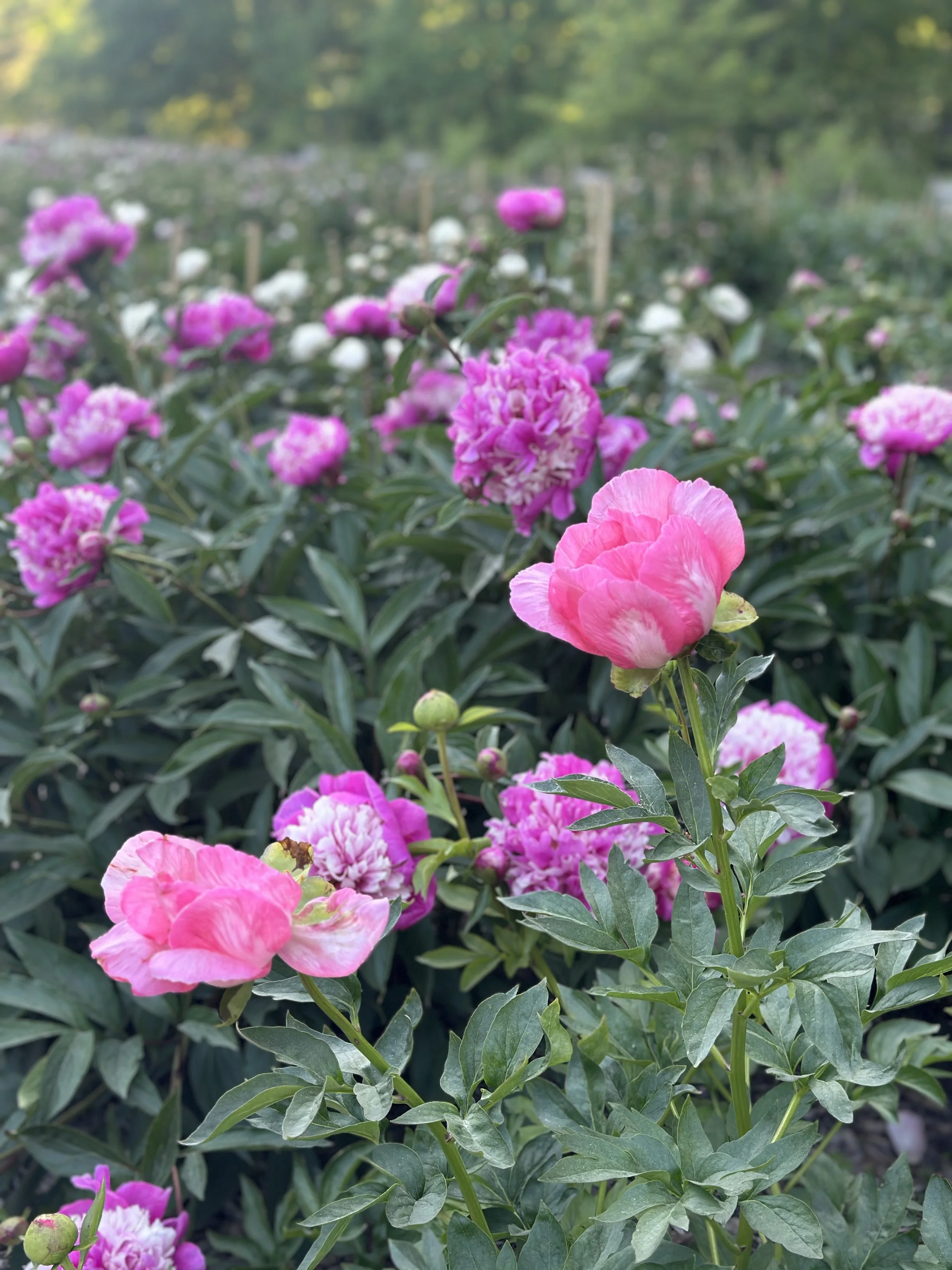 The Peony Garden At Nichols Arboretum