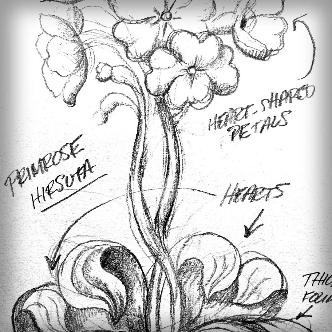 Alpine Primerose Sketch