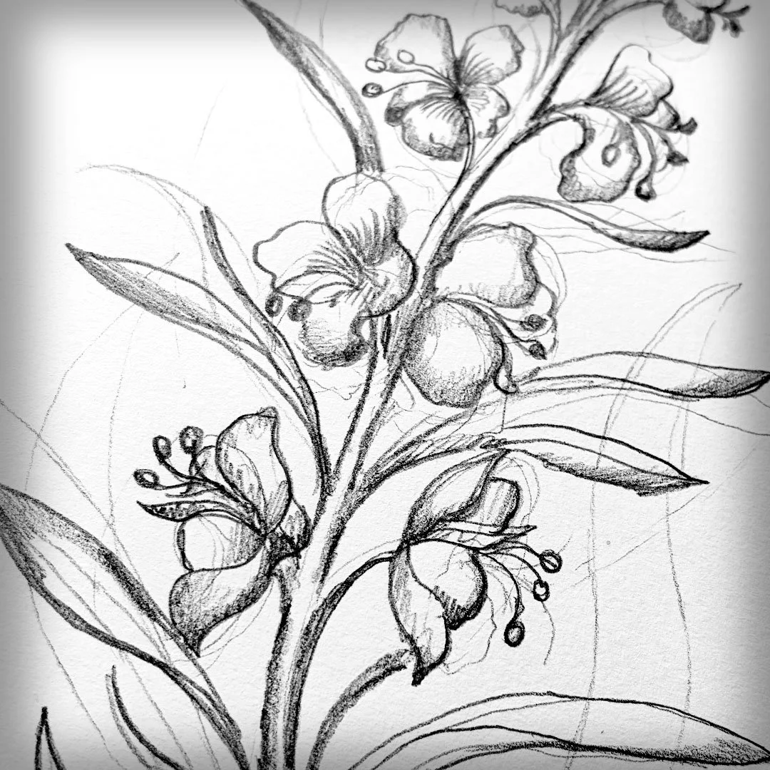 Fireweed Sketch