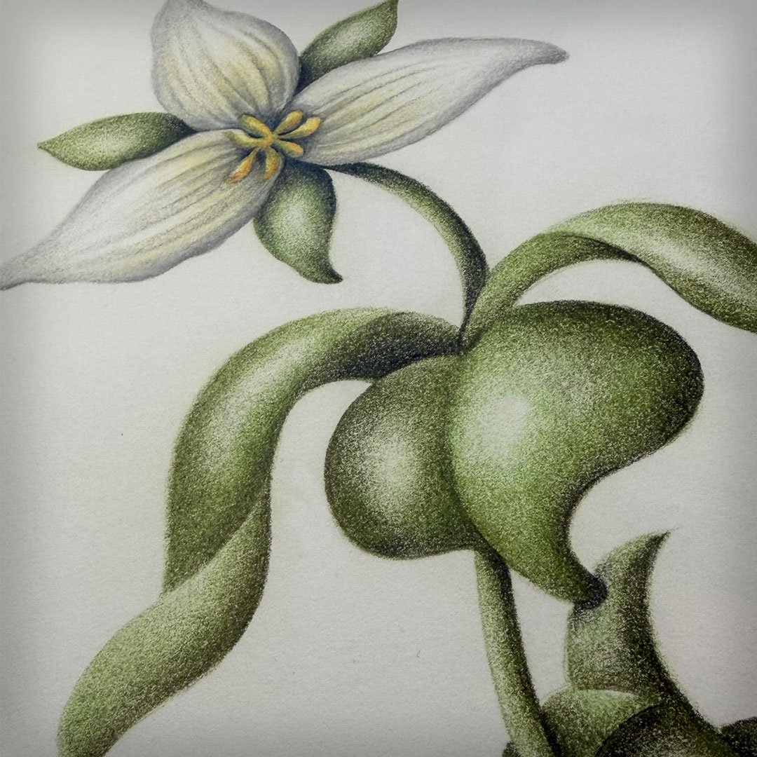 Trillium