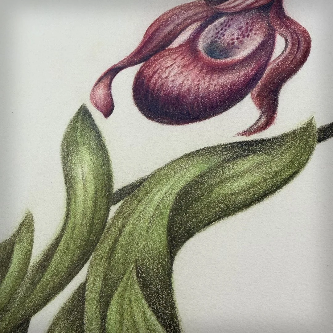 Pink Lady's Slipper