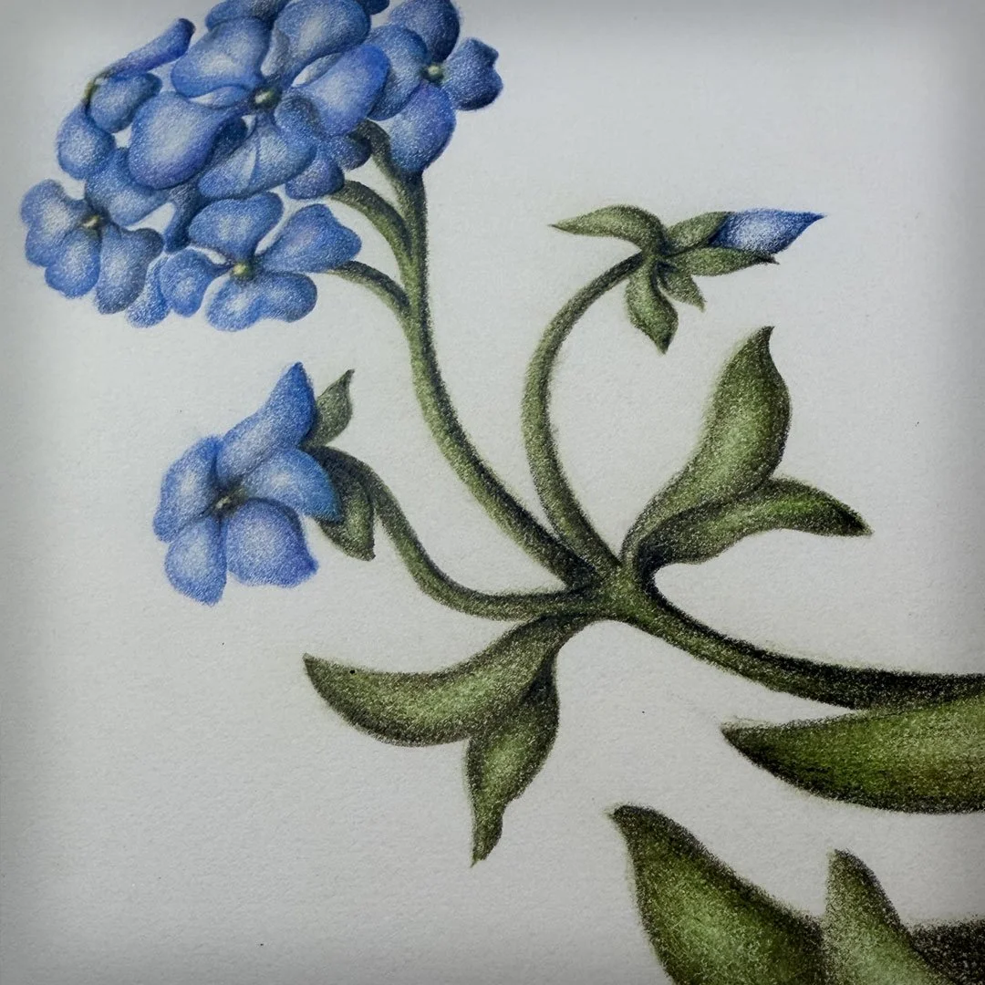 Wild Blue Phlox