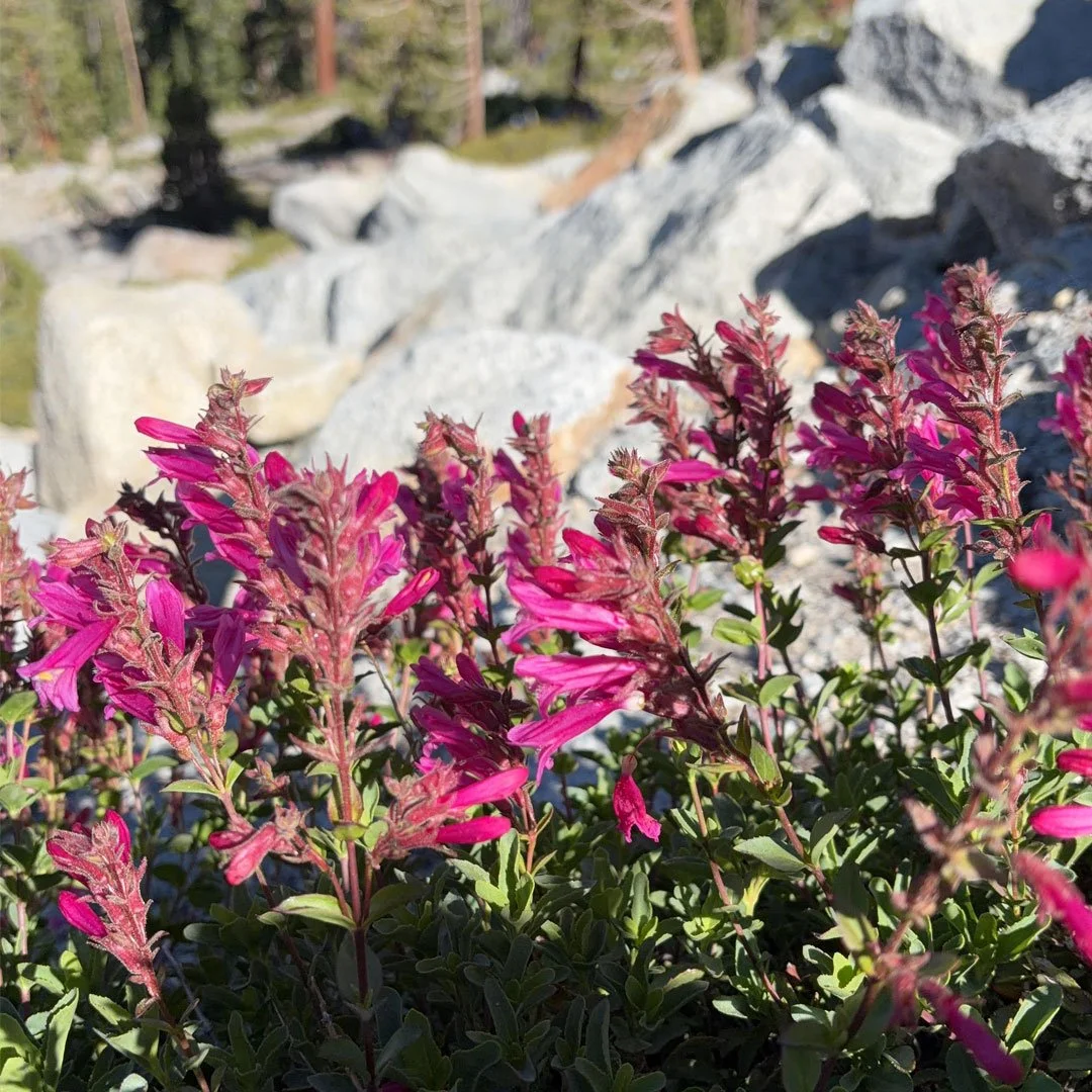 August Flower Journal — Yosemite and Sierra Mountain Wildflowers