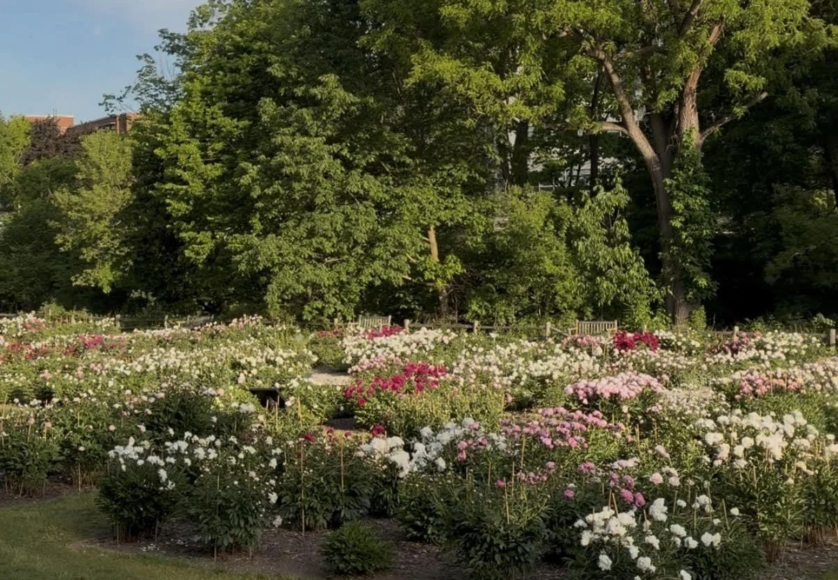 Landscape view of the peony garden