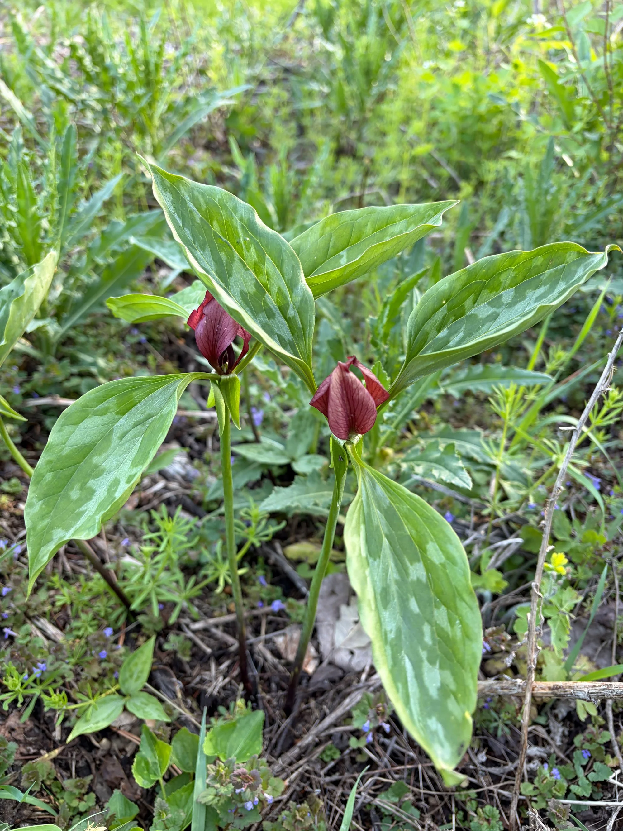 Prairie Trillium