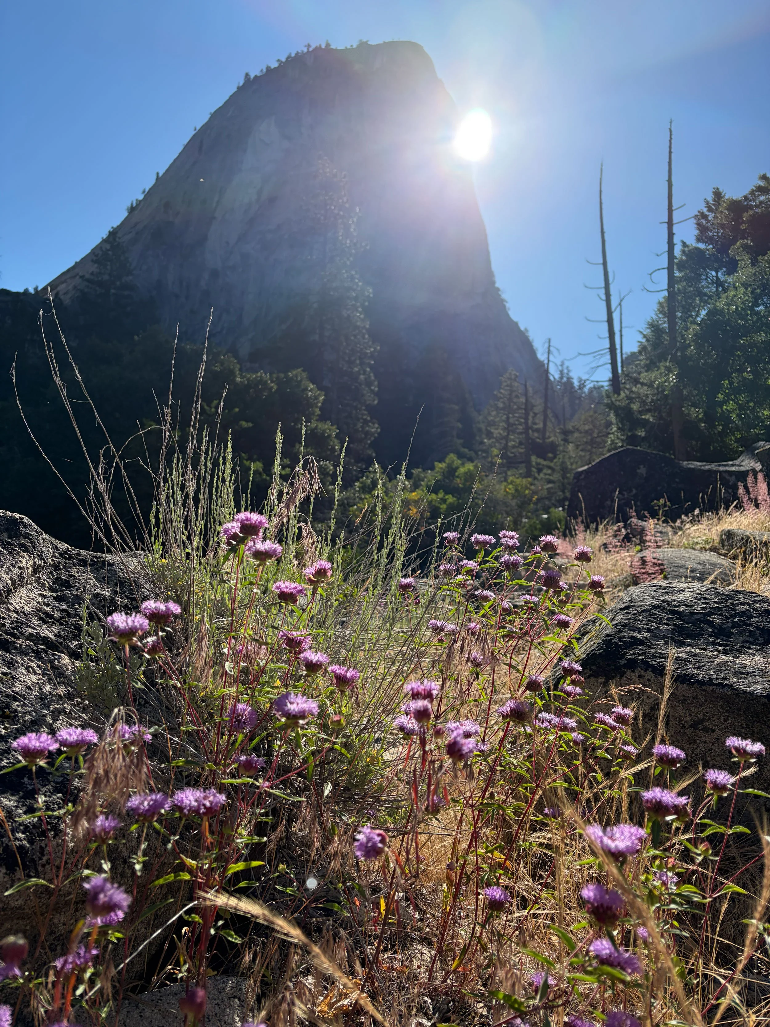 The Brewer’s Monardella flower in the foreground with Liberty Cap and Nevada Falls in the background.