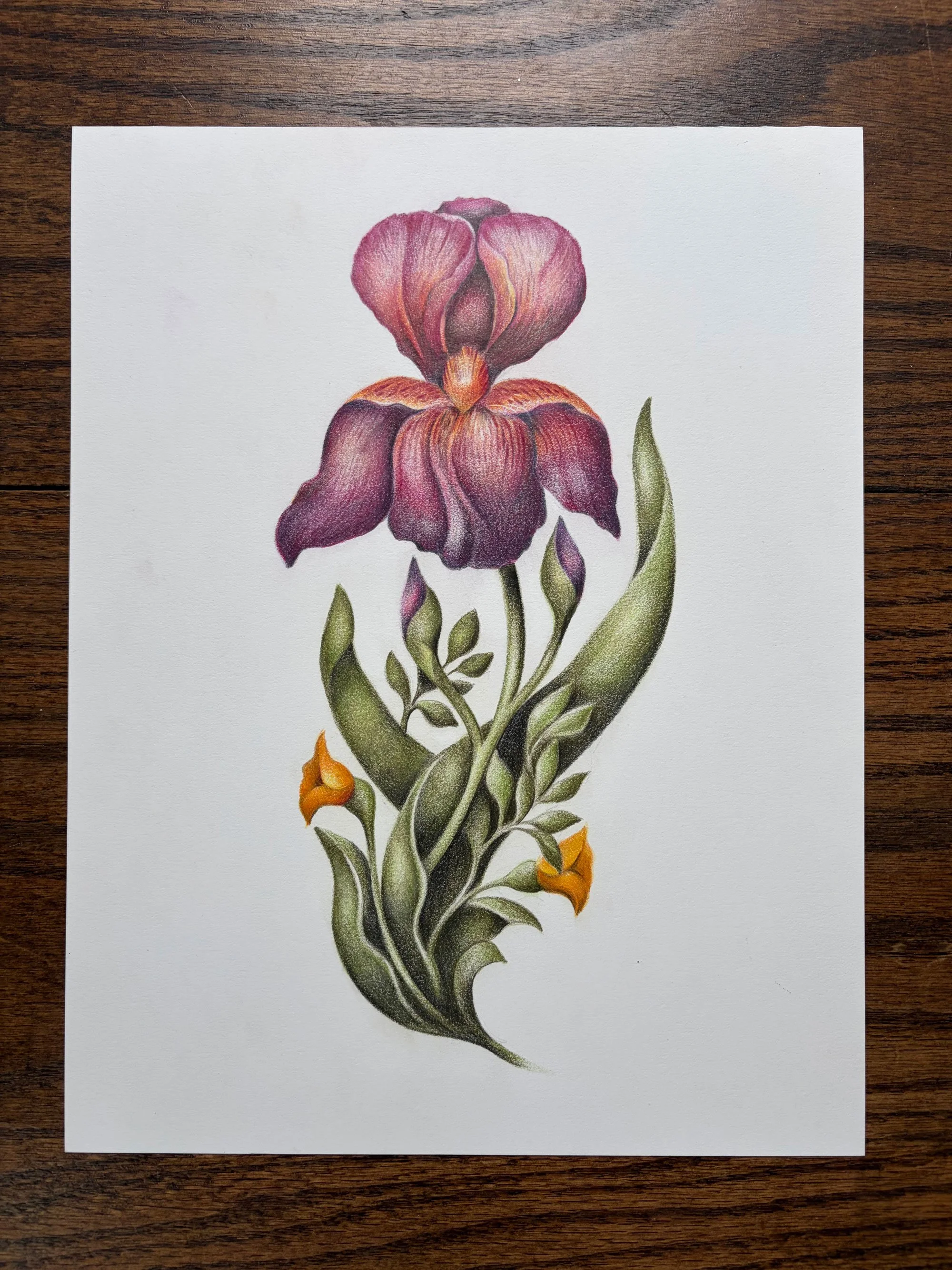 Irises Around Ann Arbor