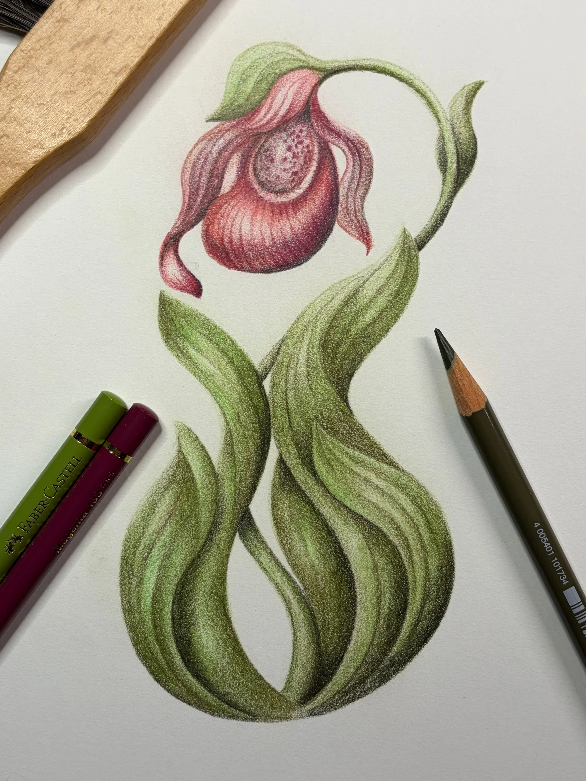 Drawing of a Pink Lady Slipper