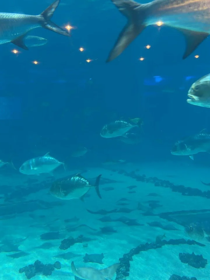 Had the fun opportunity to stage manage the University System of Georgia Board of Regents gala at the Georgia Aquarium this weekend. I rarely get to stage manage so this was a treat for me!

You crushed it @blainehogan! Thank you for having me.

The 