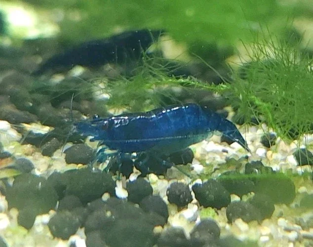 Ocean Blue Neocaridina Shrimp