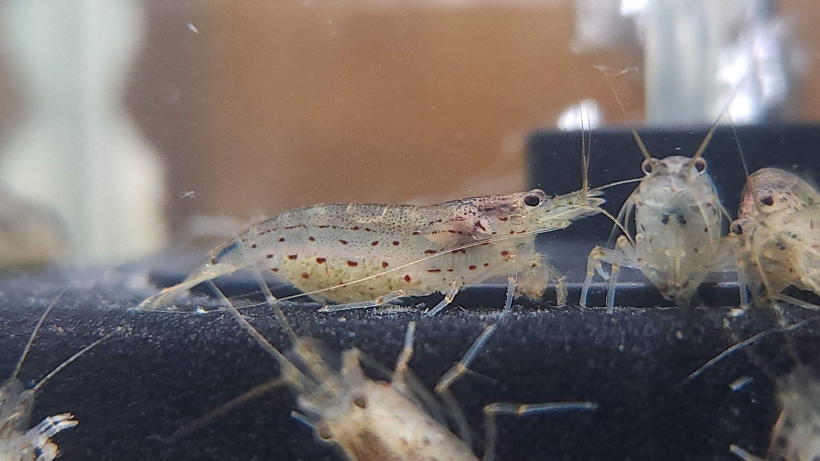 Amano Shrimp