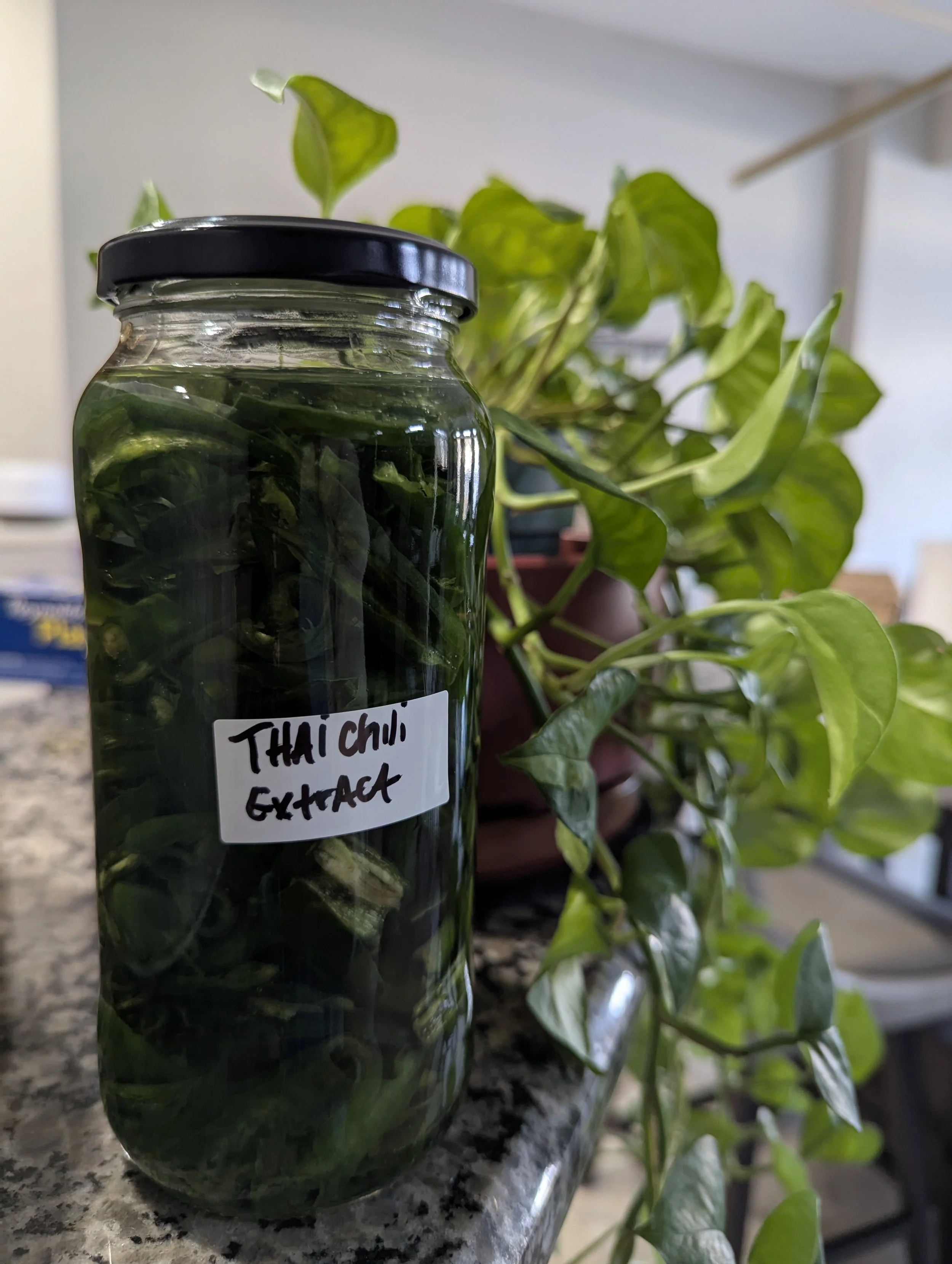 thai chili extract