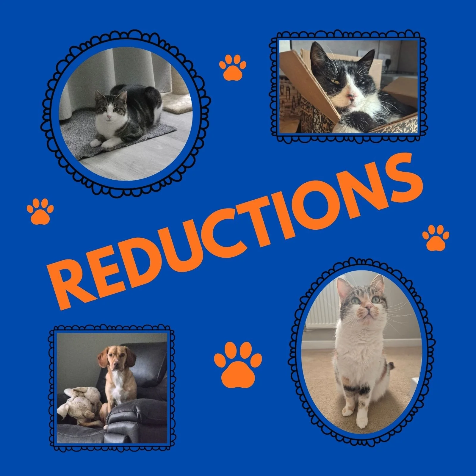images of 4 pets on a blue background with orange paw prints and the text "reductions"