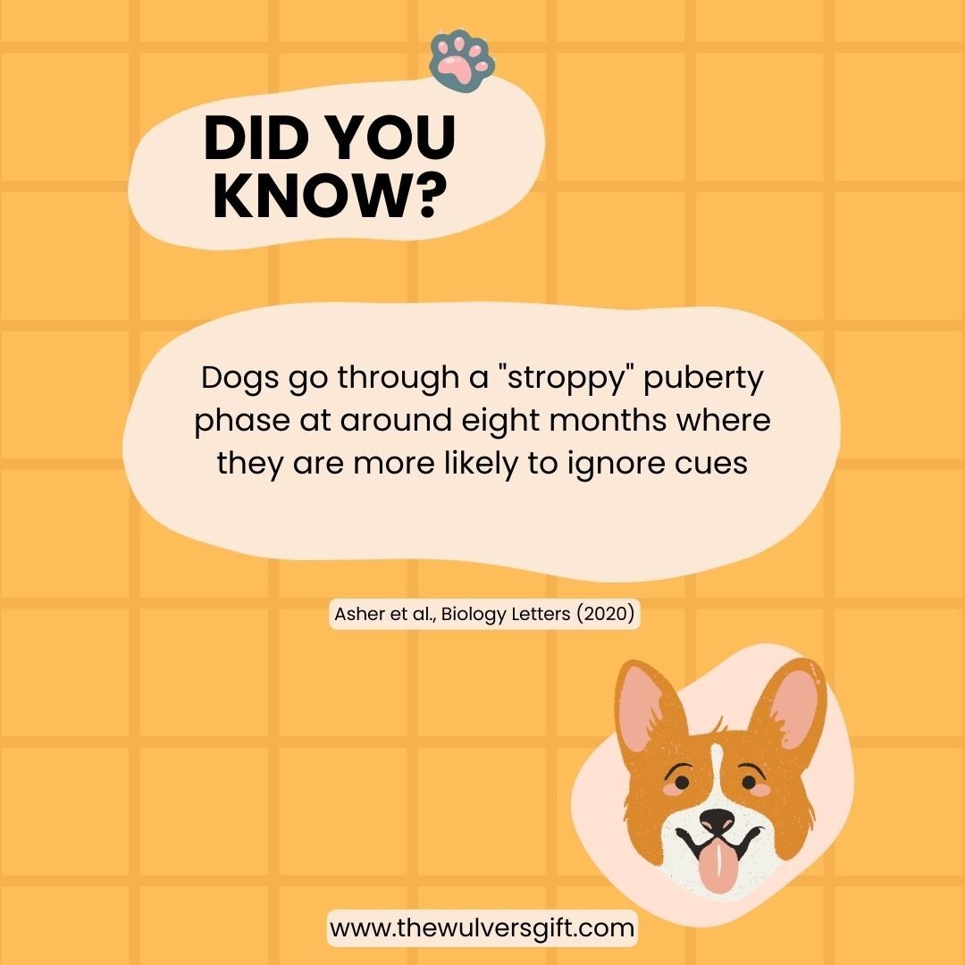#thewulversgift #dogloversuk #dogfacts #doglife