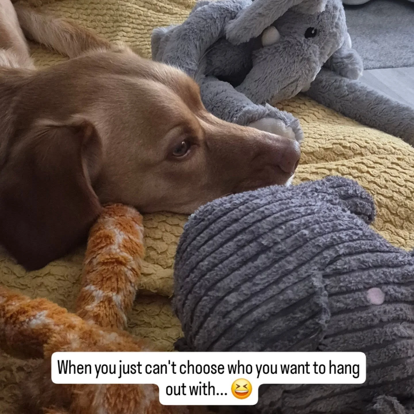 #spoiltforchoice #nellytheelephant #giraffe #elephant #tobyofthewulversgift