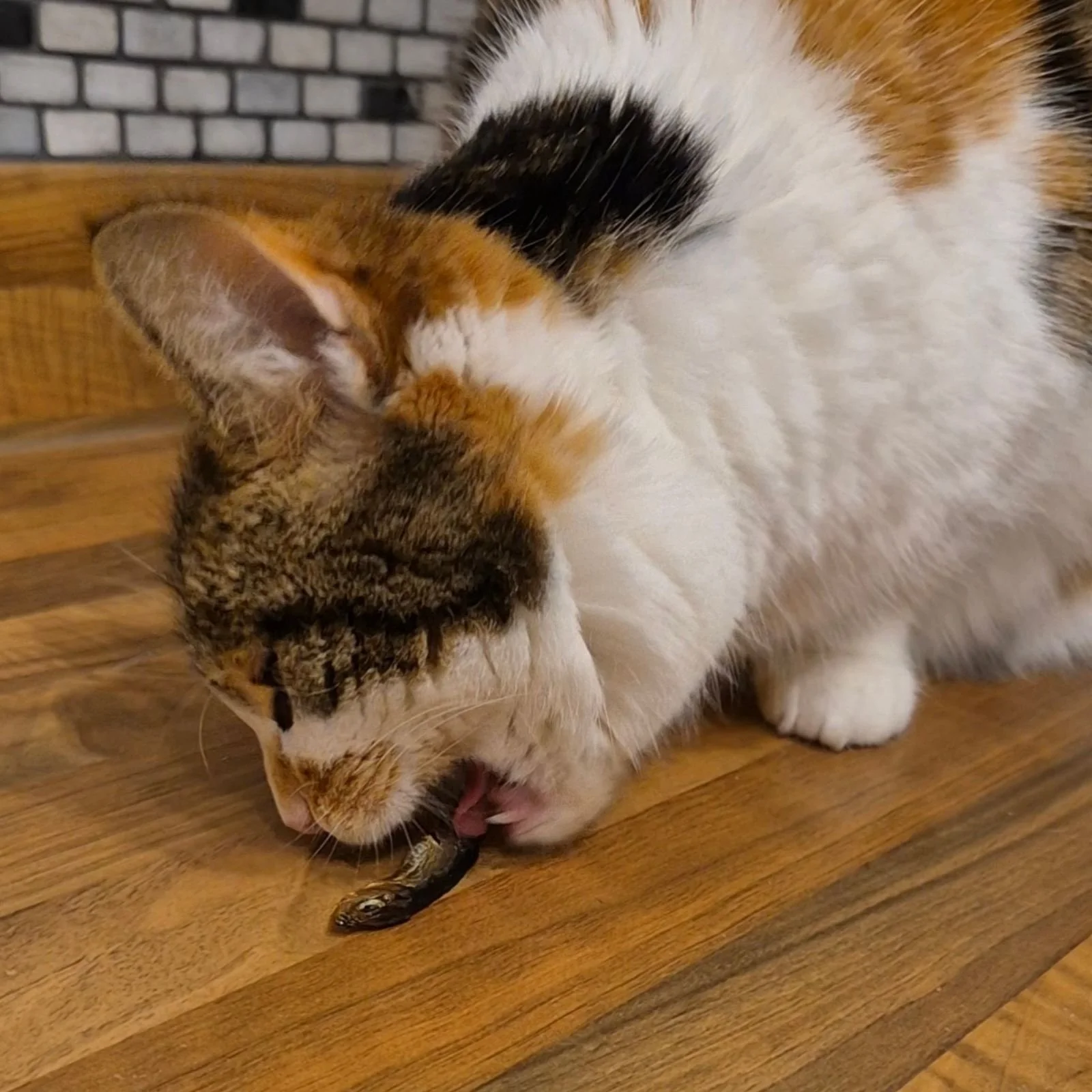 The 5 Best Natural Cat Treats for Sensitive Stomachs (Grain-Free &amp; Gentle)