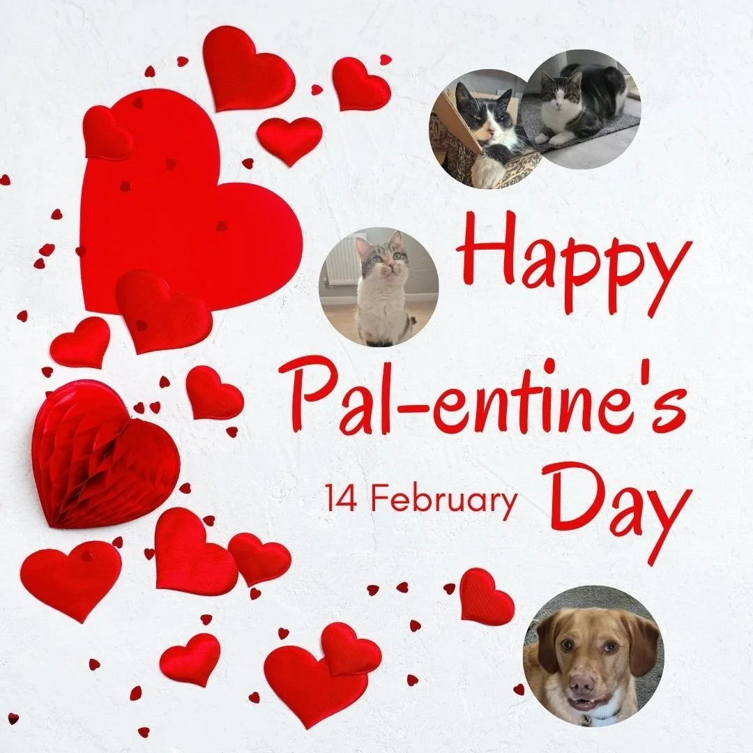 Happy Pal-entine&rsquo;s Day! 🐾 

Our pets are our MVPs today - who is your favourite 'Pal' to spend the day with? 

Drop a 🐶 or 🐱 below!