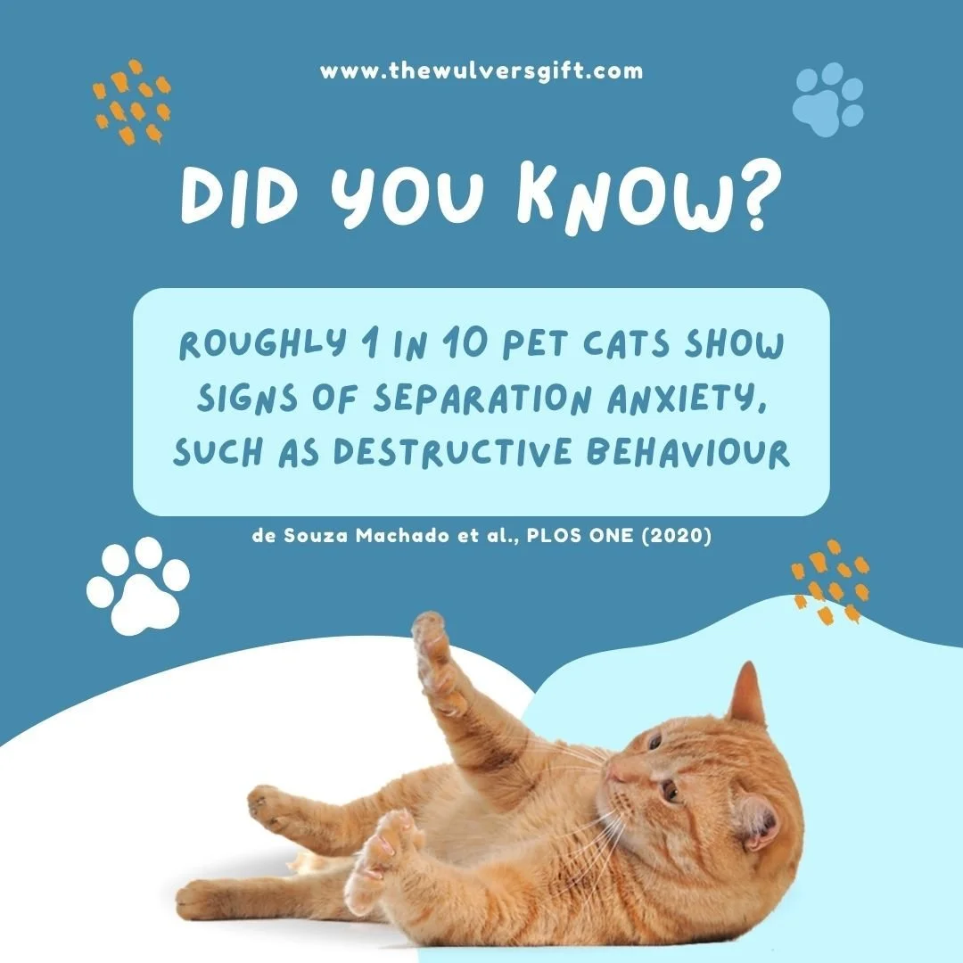 #thewulversgift #catlovers #catfacts #catlife