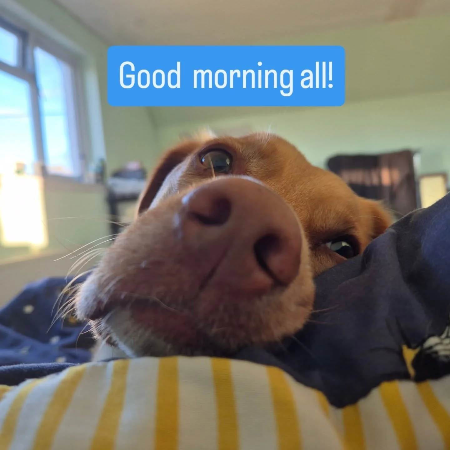 #thewulversgift #tobyofthewulversgift #morningsnuggles #dogsofaberdeenshire