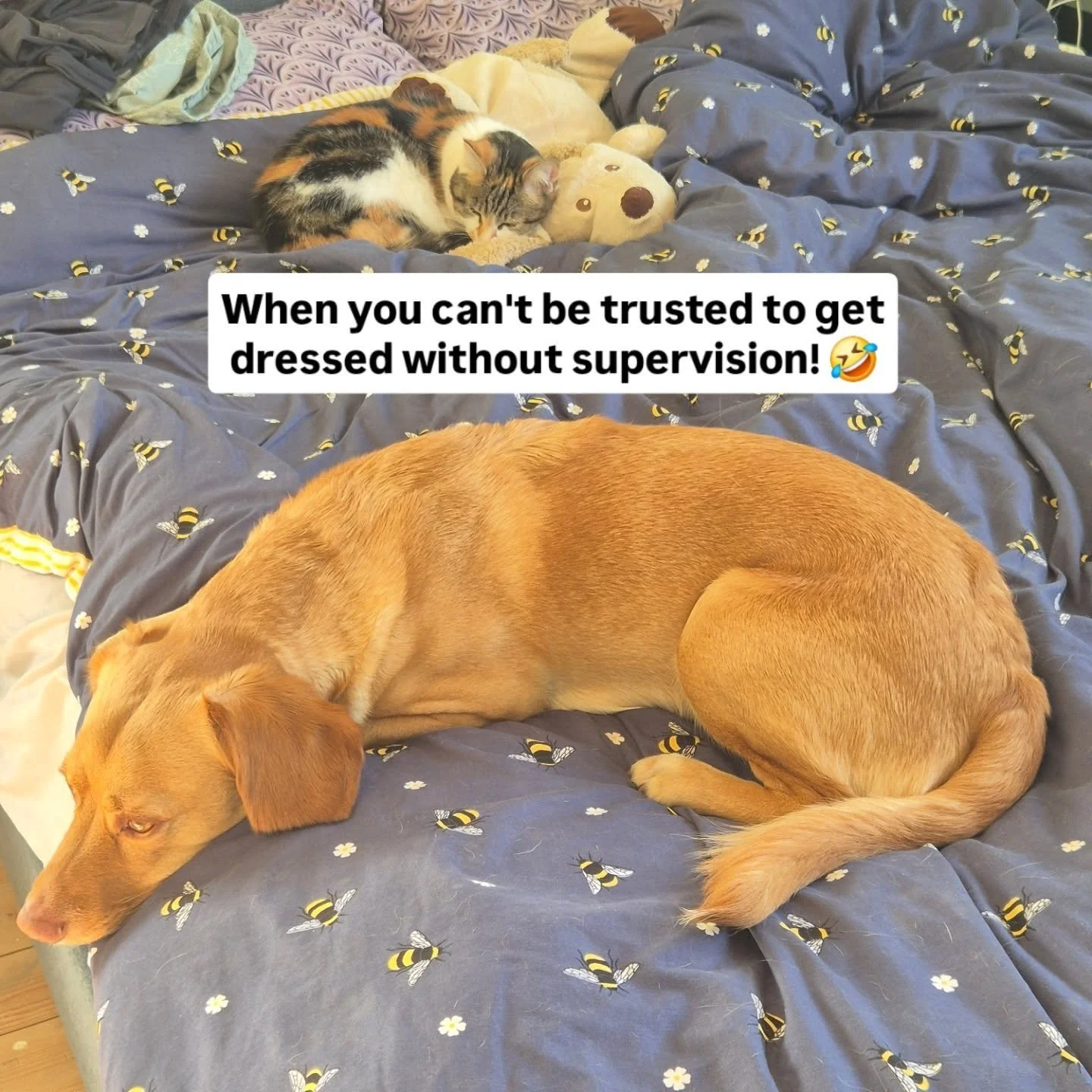 #thewulversgift #tobyofthewulversgift #finaofthewulversgift #company