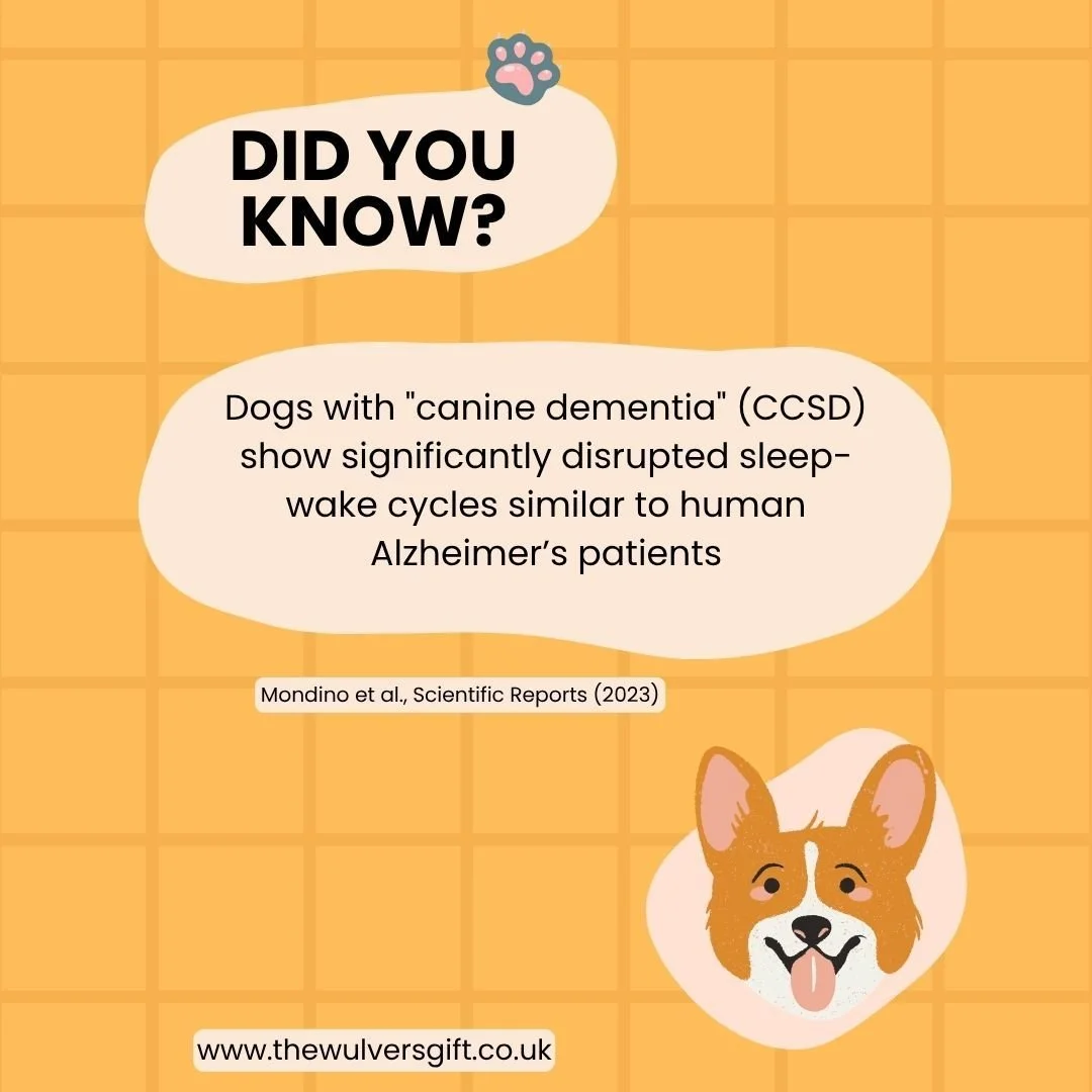 #thewulversgift #dogloversuk #dogfacts #doglife