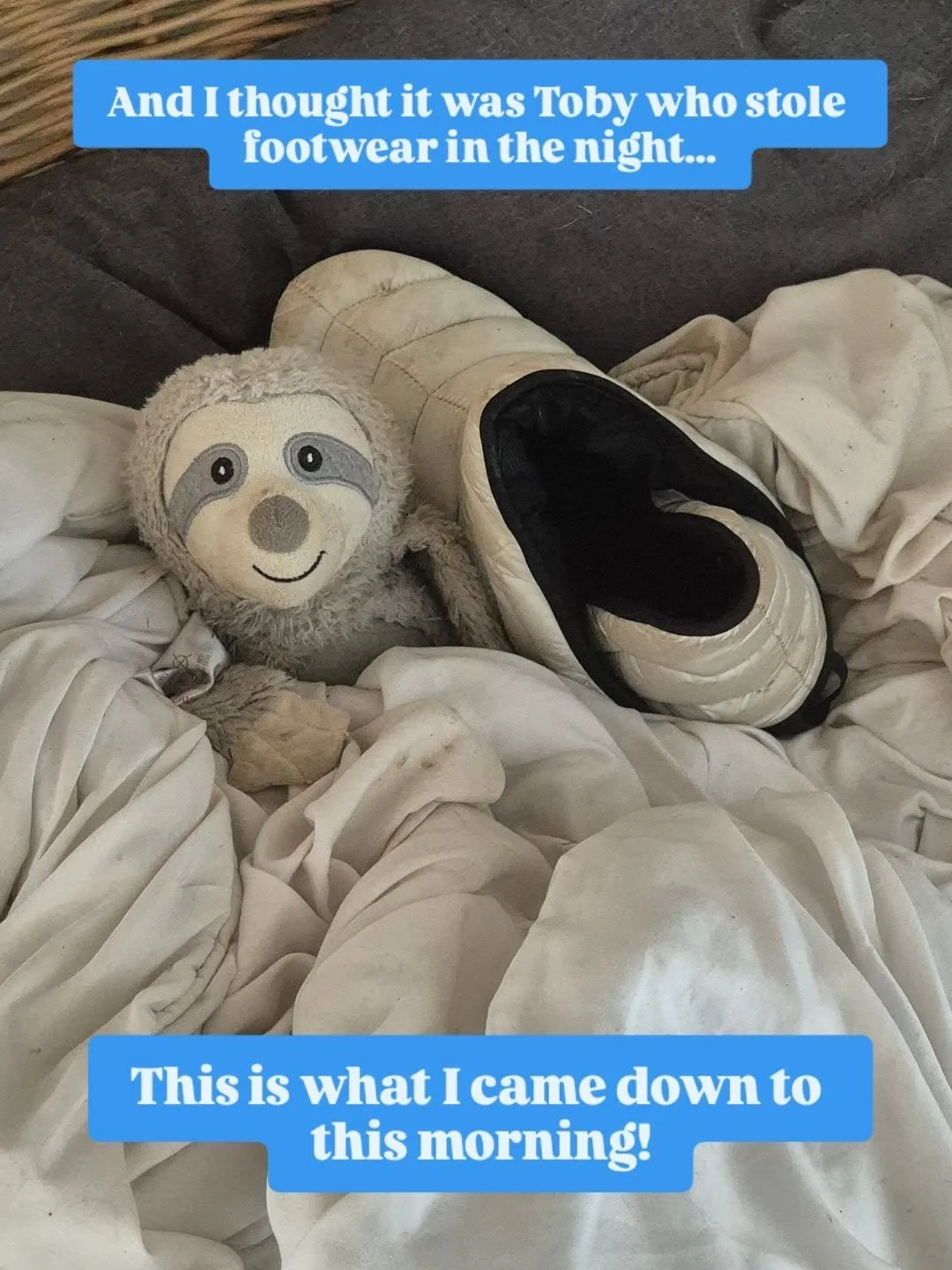 A house full of tea leaves 🍃 🤣

#thewulversgift #tobyofthewulversgift #slothofthewulversgift #stolenshoes