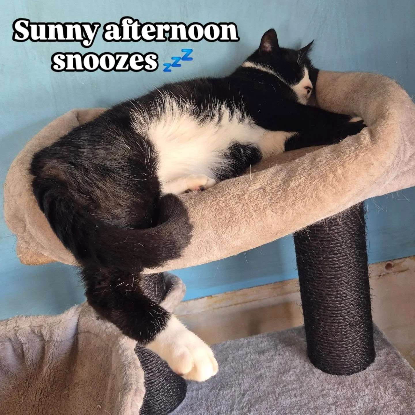 #thewulversgift #simbaofthewulversgift #sunnydays #snoozingkitty